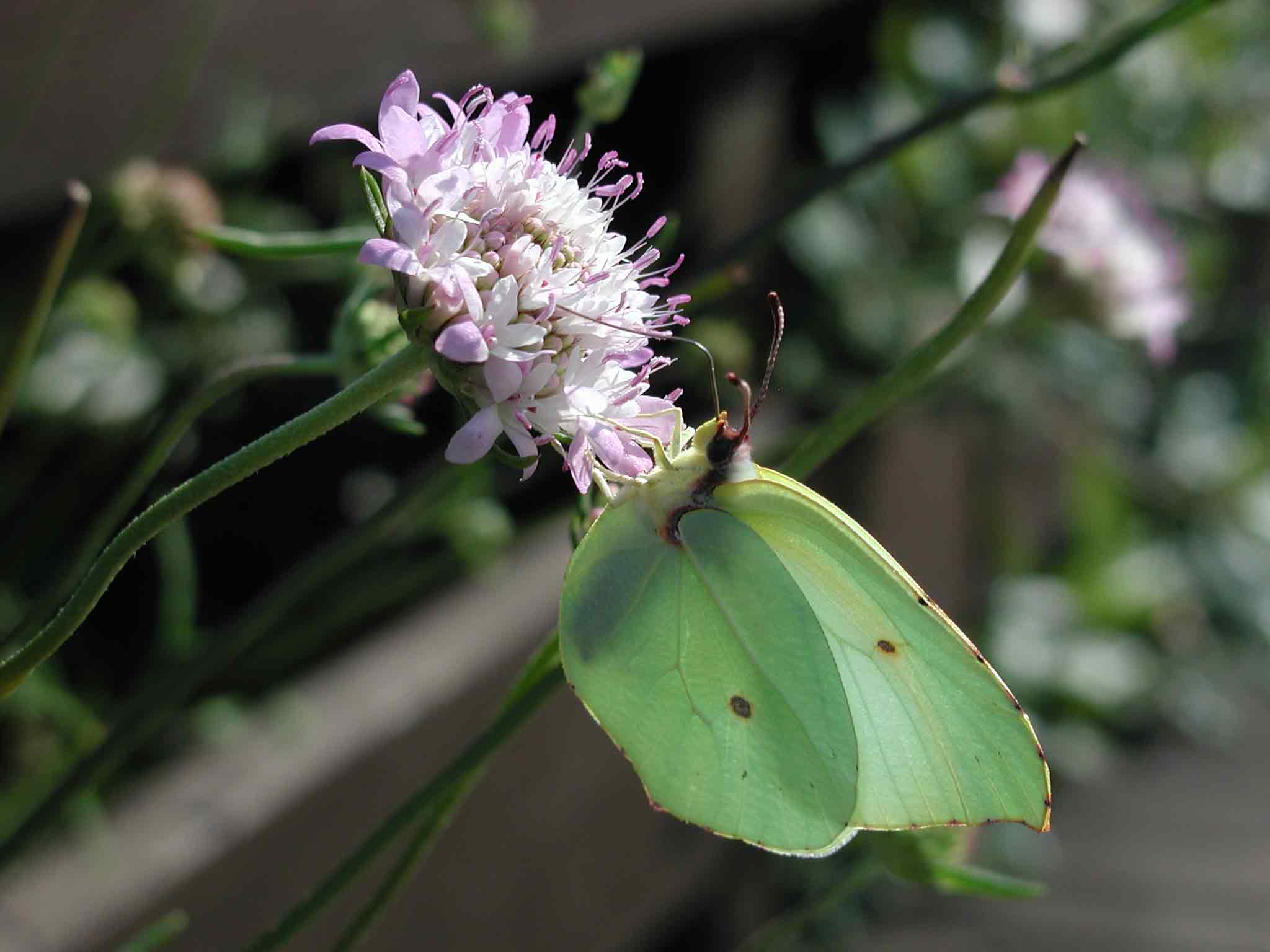 Gonepteryx cleopatra